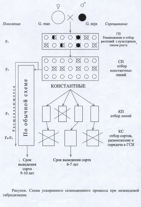Создание технологичных сортов